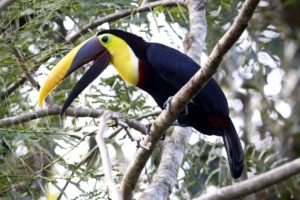 toucan, Parrot, Bird, Tropical,  21
