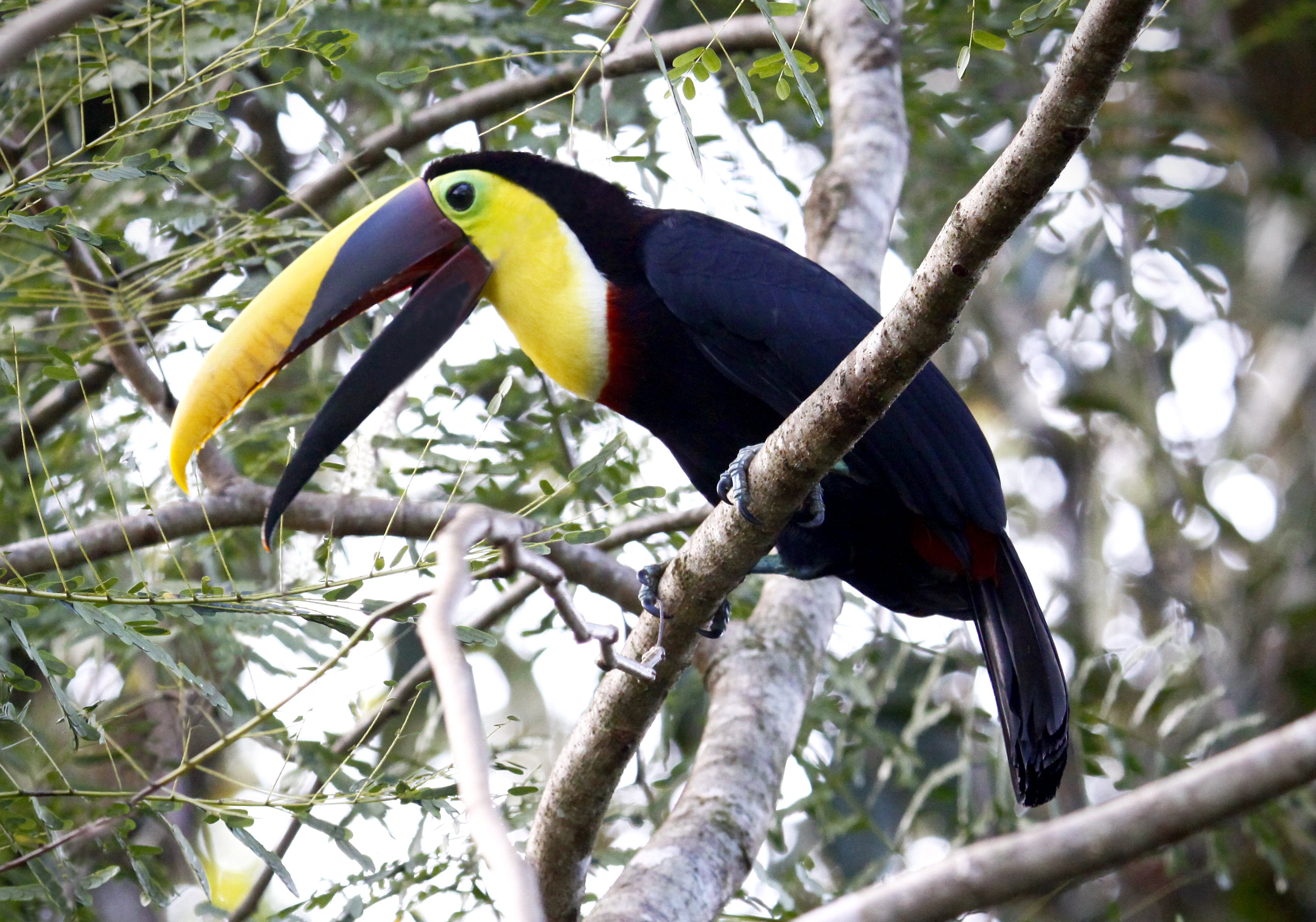 toucan, Parrot, Bird, Tropical,  21 Wallpaper