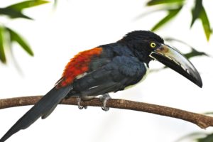 toucan, Parrot, Bird, Tropical,  24