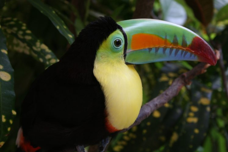 toucan, Parrot, Bird, Tropical,  27 HD Wallpaper Desktop Background
