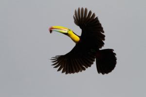 toucan, Parrot, Bird, Tropical,  30