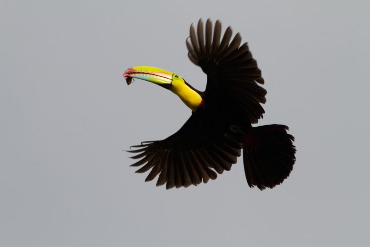 toucan, Parrot, Bird, Tropical,  30 HD Wallpaper Desktop Background