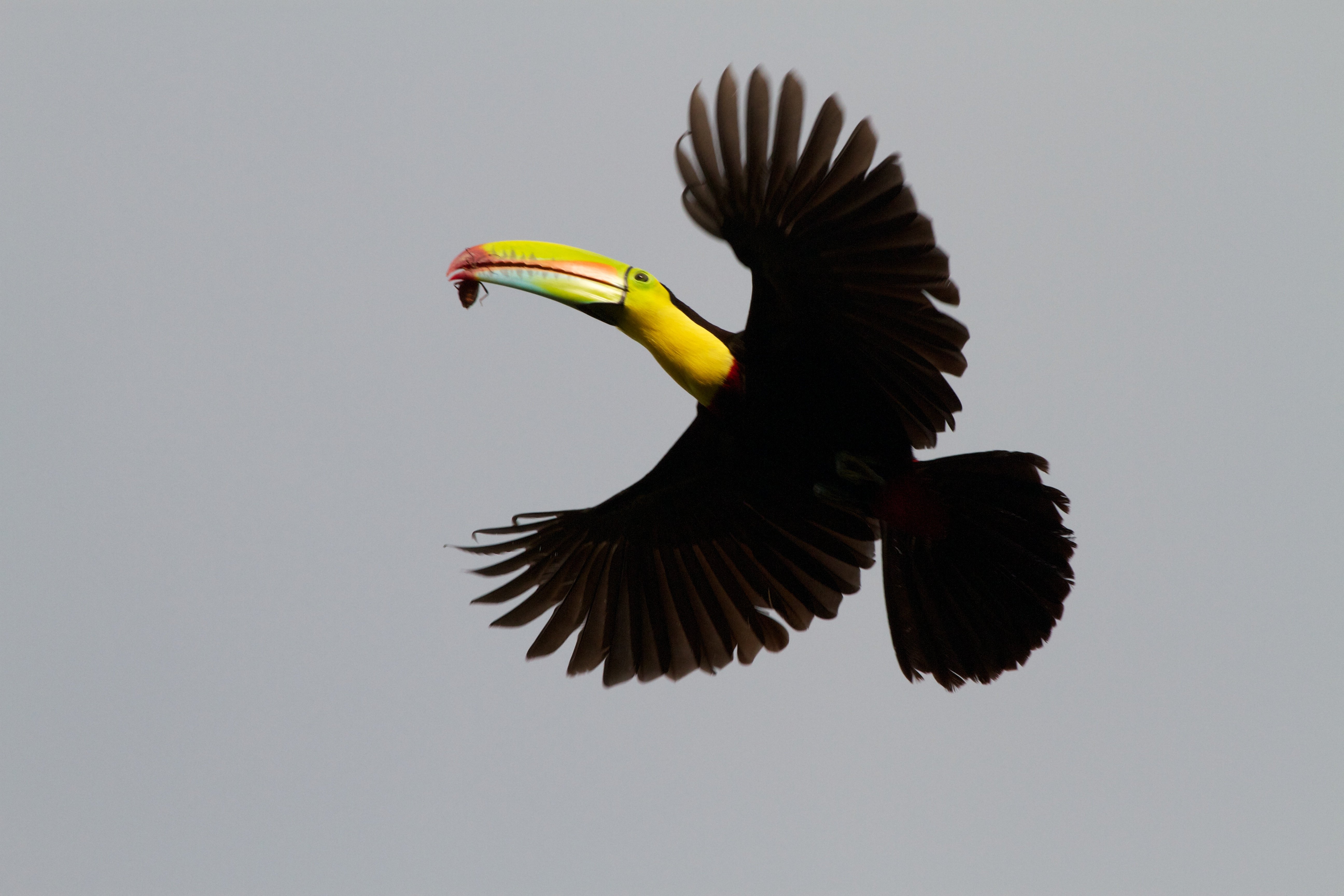 toucan, Parrot, Bird, Tropical,  30 Wallpaper
