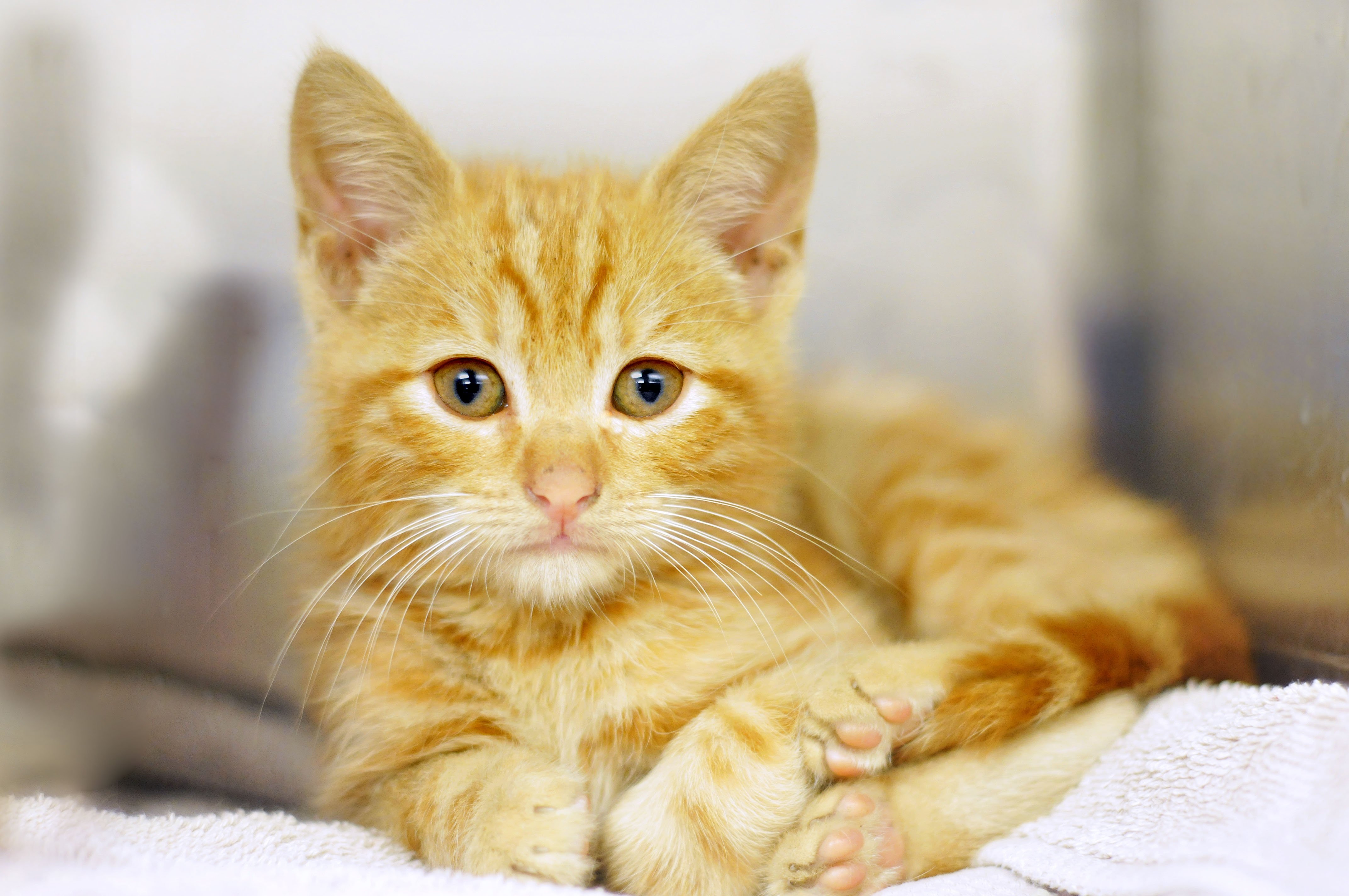 kittens, Cat, Cats, Kittens, Baby, Cute,  2 Wallpaper