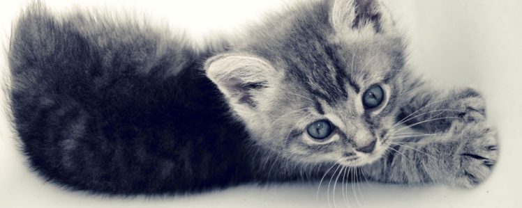 kittens, Cat, Cats, Kittens, Baby, Cute,  5 HD Wallpaper Desktop Background