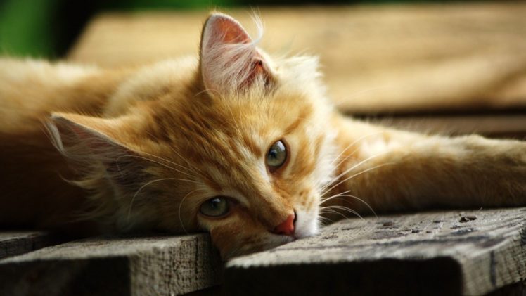 kittens, Cat, Cats, Kittens, Baby, Cute,  4 HD Wallpaper Desktop Background