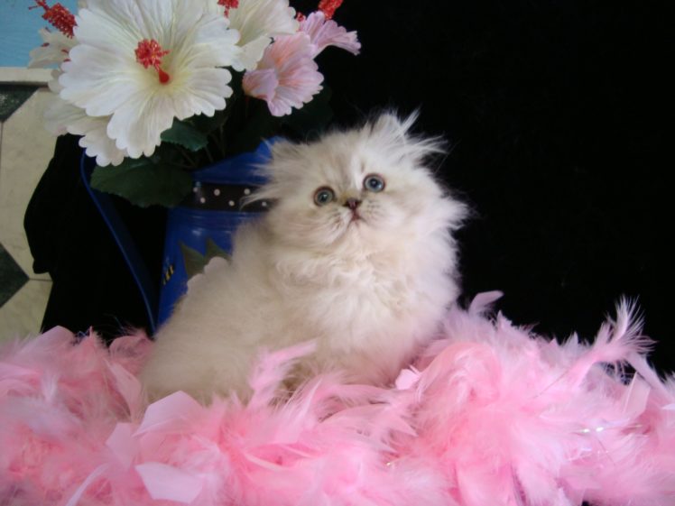 kittens, Cat, Cats, Kittens, Baby, Cute,  12 HD Wallpaper Desktop Background