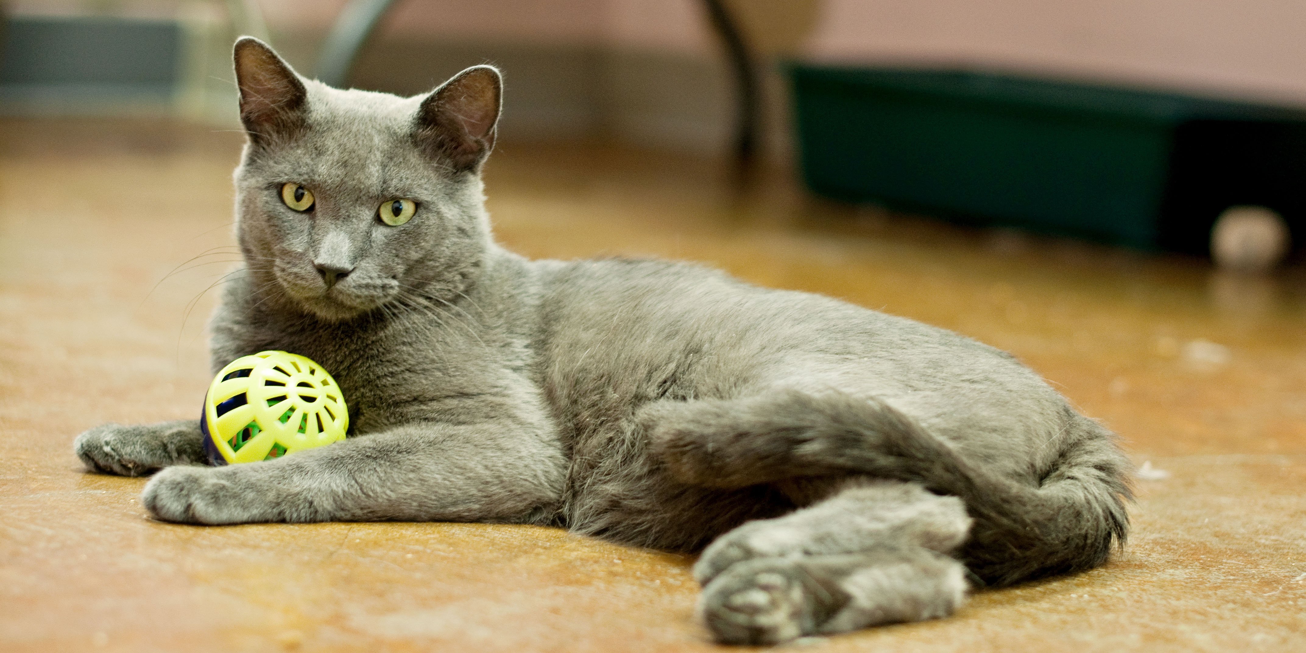 cat, Cats Wallpaper