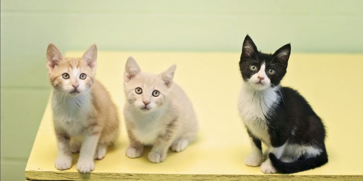 kittens, Cat, Cats, Kittens, Baby, Cute,  18 HD Wallpaper Desktop Background