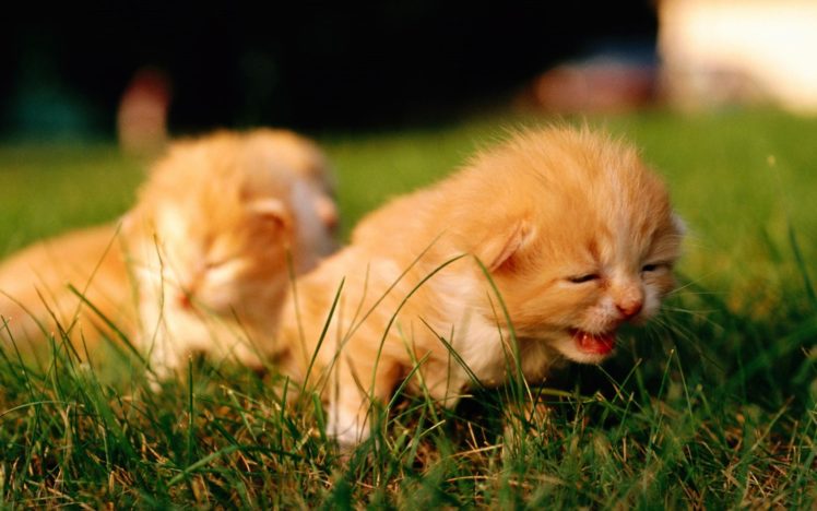 kittens, Cat, Cats, Kittens, Baby, Cute,  24 HD Wallpaper Desktop Background