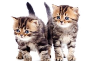 kittens, Cat, Cats, Kittens, Baby, Cute,  29