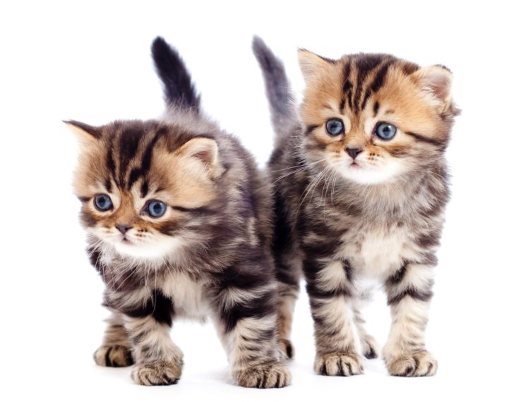 kittens, Cat, Cats, Kittens, Baby, Cute,  29 HD Wallpaper Desktop Background