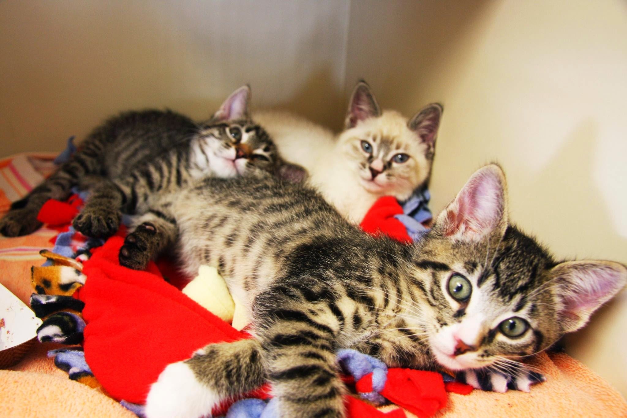 kittens, Cat, Cats, Kittens, Baby, Cute,  27 Wallpaper