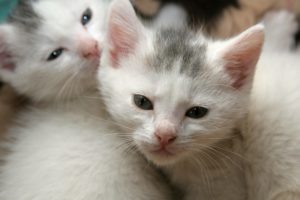 kittens, Cat, Cats, Kittens, Baby, Cute,  31