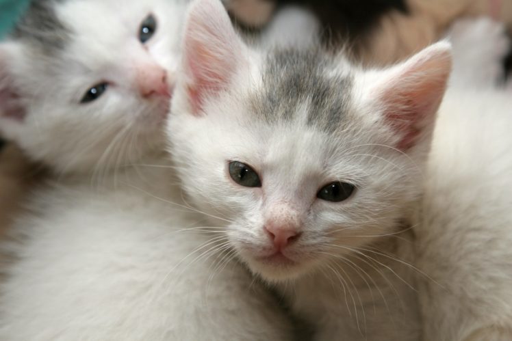 kittens, Cat, Cats, Kittens, Baby, Cute,  31 HD Wallpaper Desktop Background