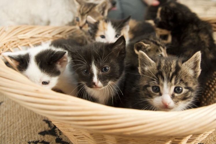 kittens, Cat, Cats, Kittens, Baby, Cute,  35 HD Wallpaper Desktop Background