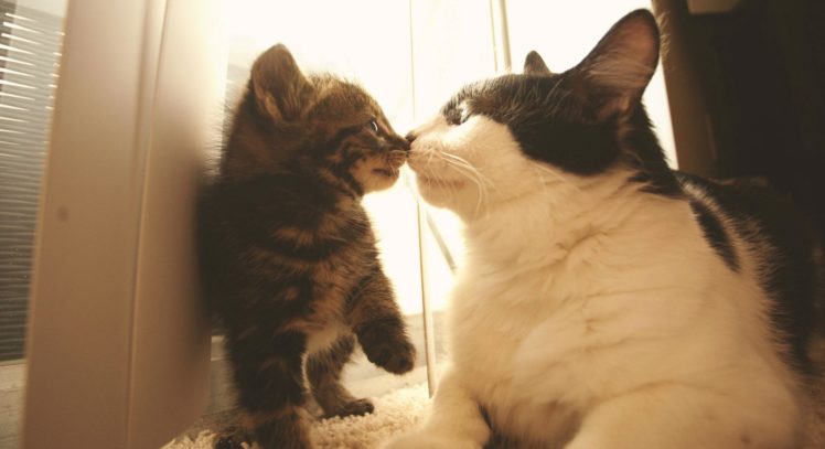kittens, Cat, Cats, Kittens, Baby, Cute,  39 HD Wallpaper Desktop Background