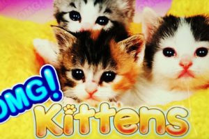 kittens, Cat, Cats, Kittens, Baby, Cute,  45