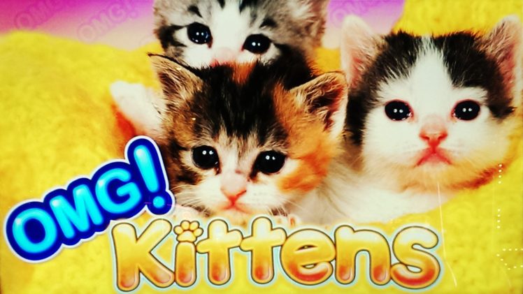 kittens, Cat, Cats, Kittens, Baby, Cute,  45 HD Wallpaper Desktop Background