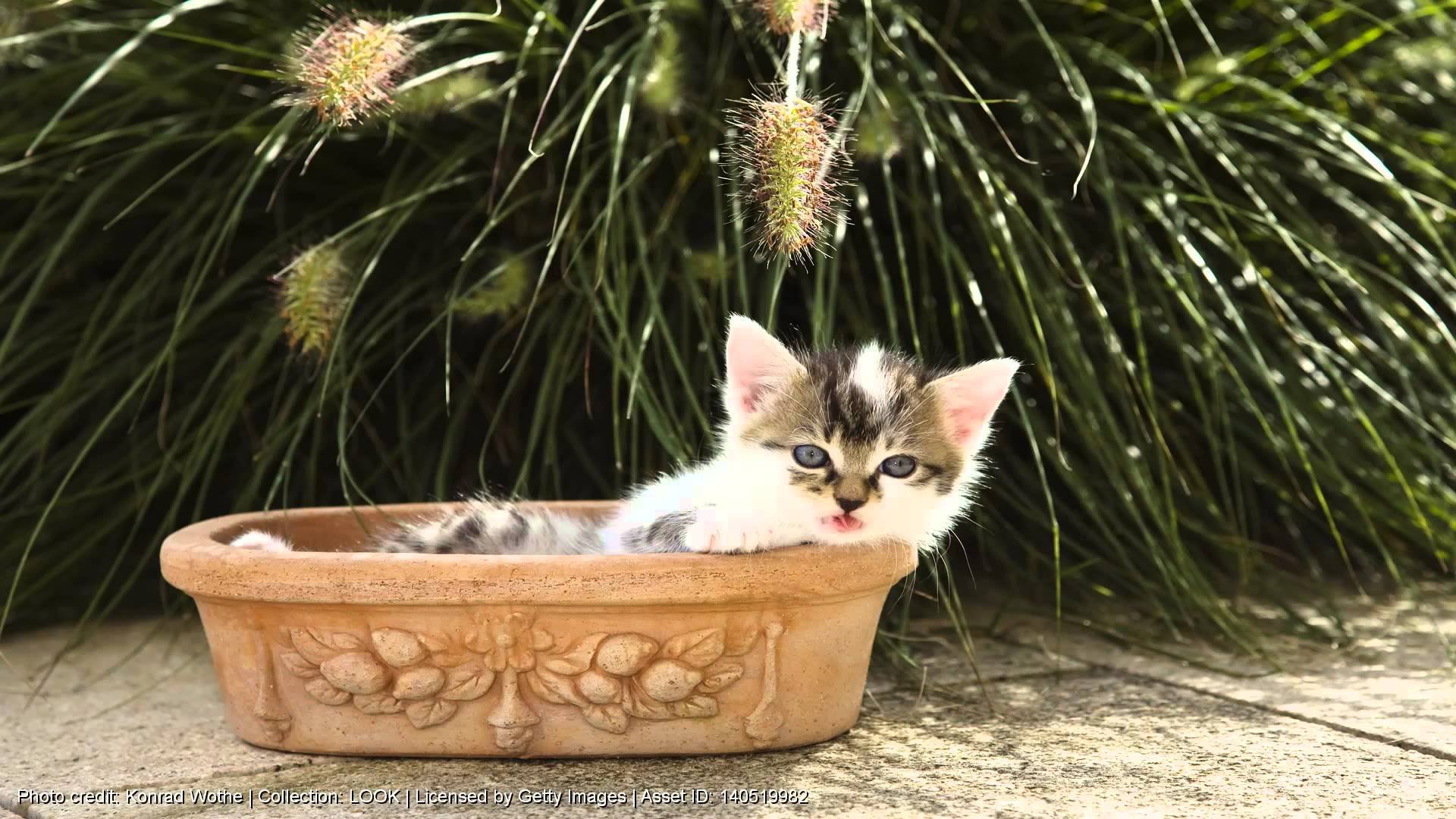 kittens, Cat, Cats, Kittens, Baby, Cute,  46 Wallpaper