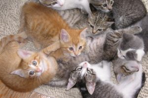 kittens, Cat, Cats, Kittens, Baby, Cute,  54