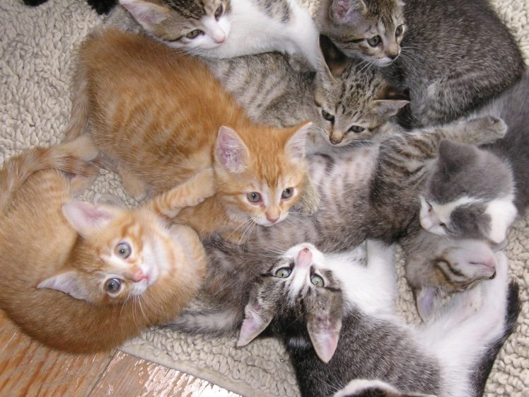 kittens, Cat, Cats, Kittens, Baby, Cute,  54 HD Wallpaper Desktop Background