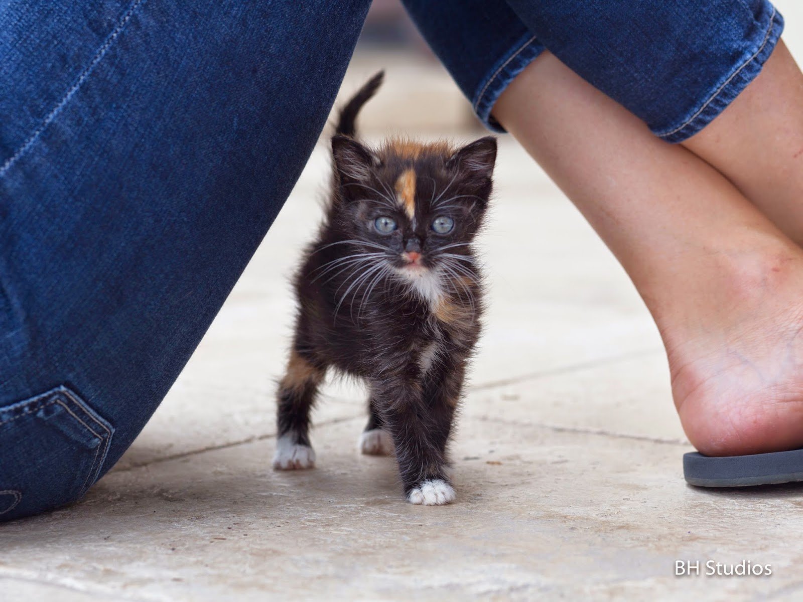 kittens, Cat, Cats, Kittens, Baby, Cute,  64 Wallpaper