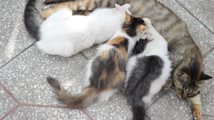 kittens, Cat, Cats, Kitten, Baby, Cute,  9 HD Wallpaper Desktop Background