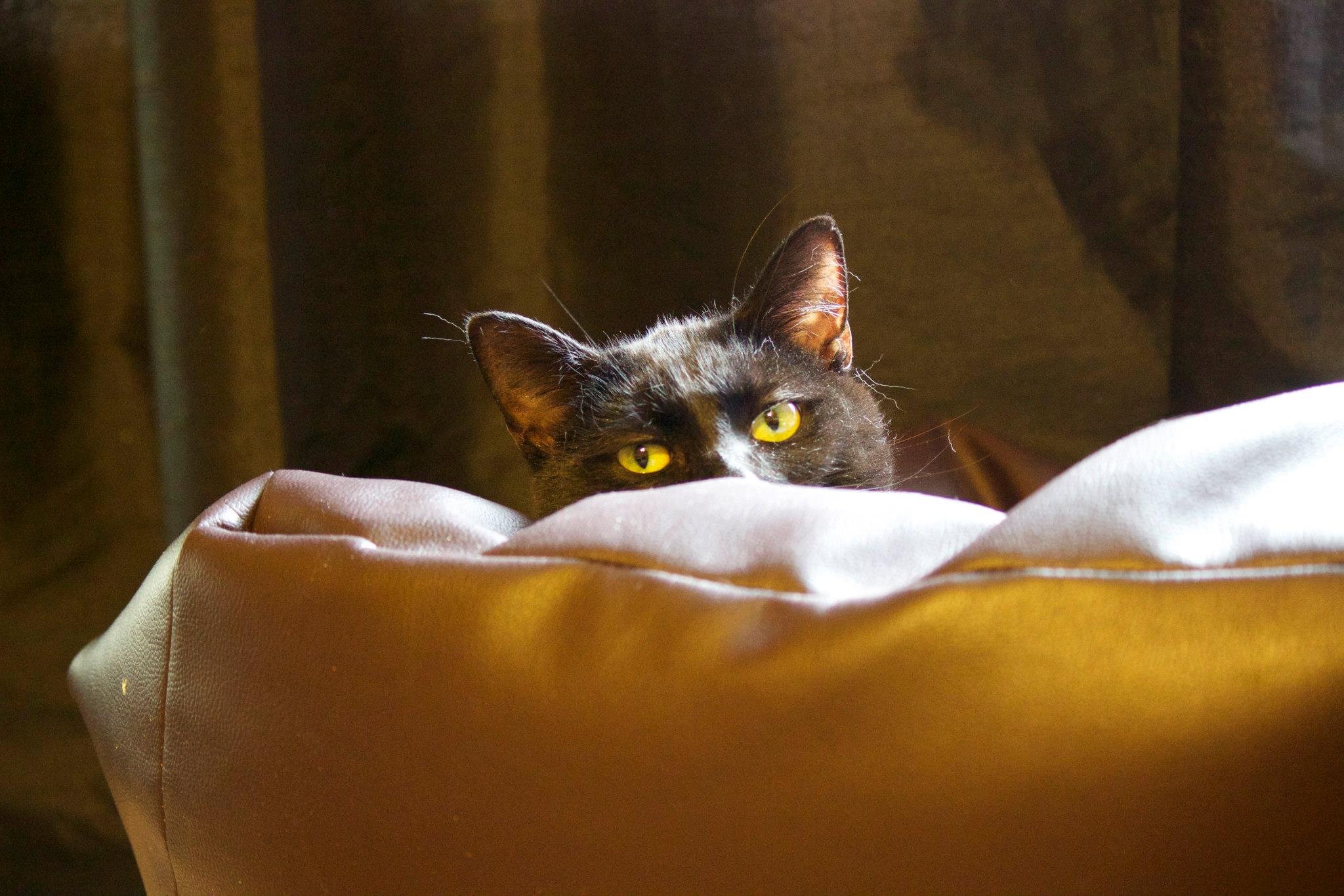cat, Cats Wallpaper