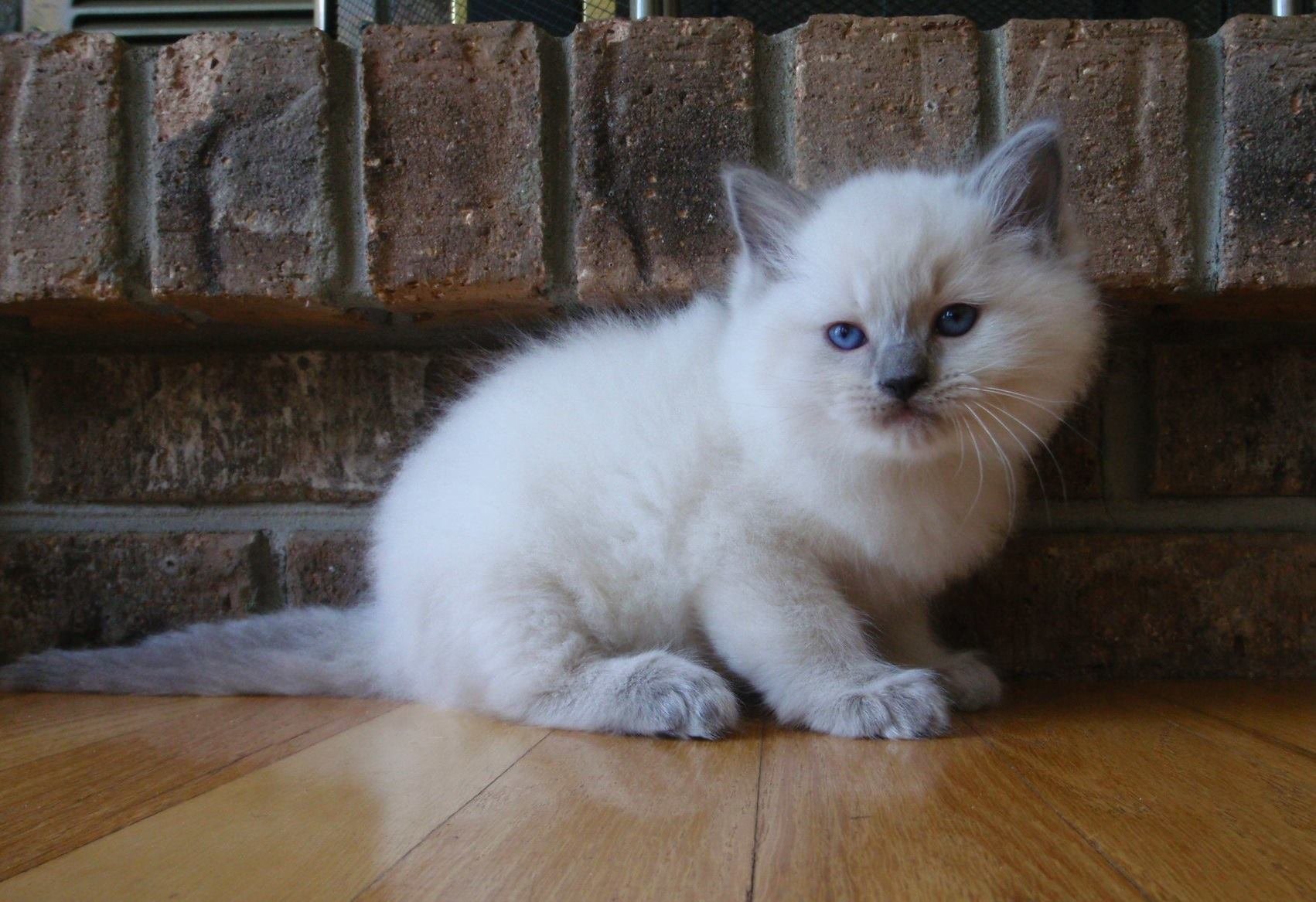 kittens, Cat, Cats, Kitten, Baby, Cute,  23 Wallpaper