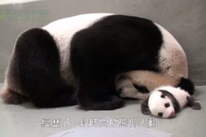 panda, Pandas, Baer, Bears, Baby, Cute,  1