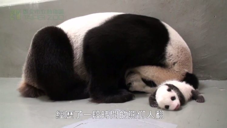 panda, Pandas, Baer, Bears, Baby, Cute,  1 HD Wallpaper Desktop Background