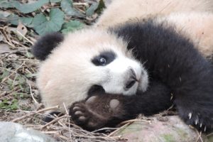 panda, Pandas, Baer, Bears, Baby, Cute,  6