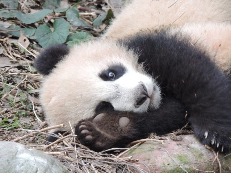 panda, Pandas, Baer, Bears, Baby, Cute,  6 HD Wallpaper Desktop Background
