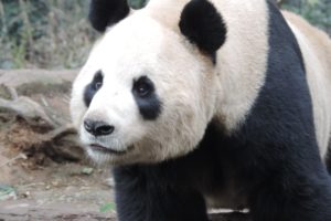 panda, Pandas, Baer, Bears