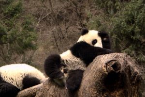panda, Pandas, Baer, Bears, Baby, Cute,  8