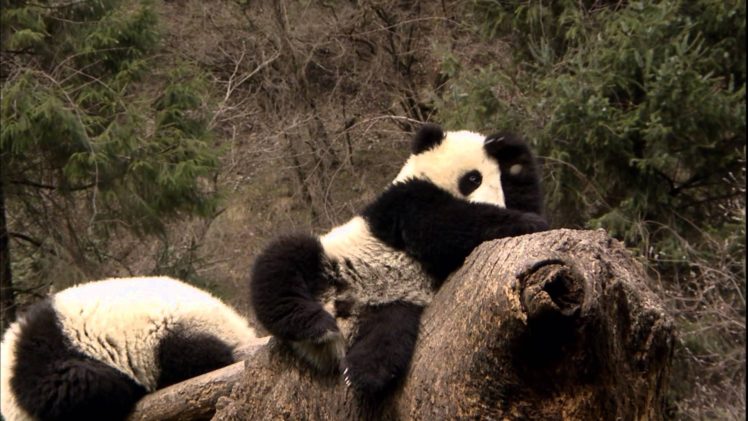 panda, Pandas, Baer, Bears, Baby, Cute,  8 HD Wallpaper Desktop Background