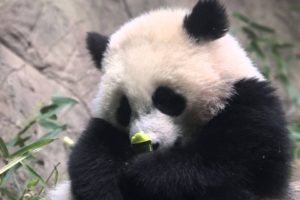 panda, Pandas, Baer, Bears