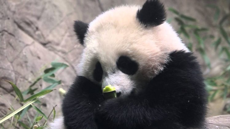 panda, Pandas, Baer, Bears HD Wallpaper Desktop Background