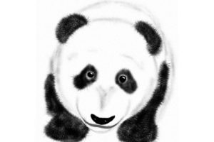 panda, Pandas, Baer, Bears, Baby, Cute,  11
