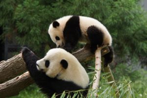 panda, Pandas, Baer, Bears, Baby, Cute,  9