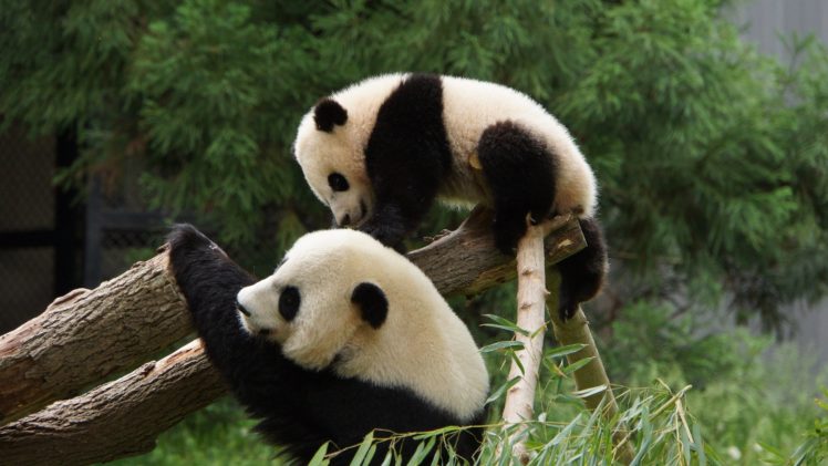 panda, Pandas, Baer, Bears, Baby, Cute,  9 HD Wallpaper Desktop Background