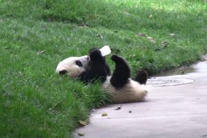 panda, Pandas, Baer, Bears, Baby, Cute,  12