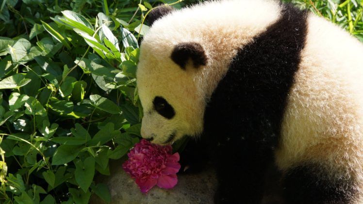 panda, Pandas, Baer, Bears, Baby, Cute,  13 HD Wallpaper Desktop Background