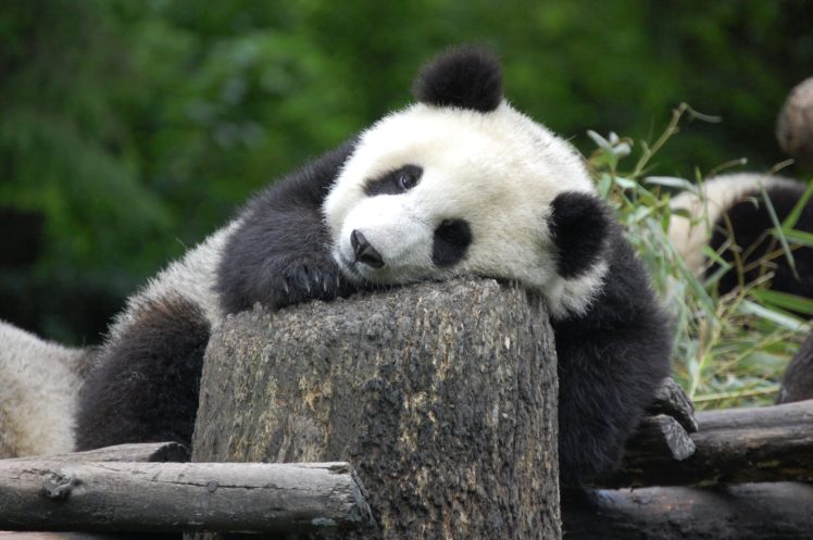 panda, Pandas, Baer, Bears HD Wallpaper Desktop Background