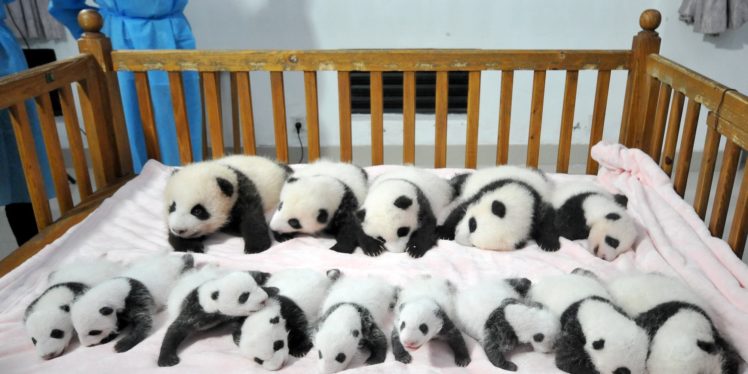 panda, Pandas, Baer, Bears, Baby, Cute,  18 HD Wallpaper Desktop Background