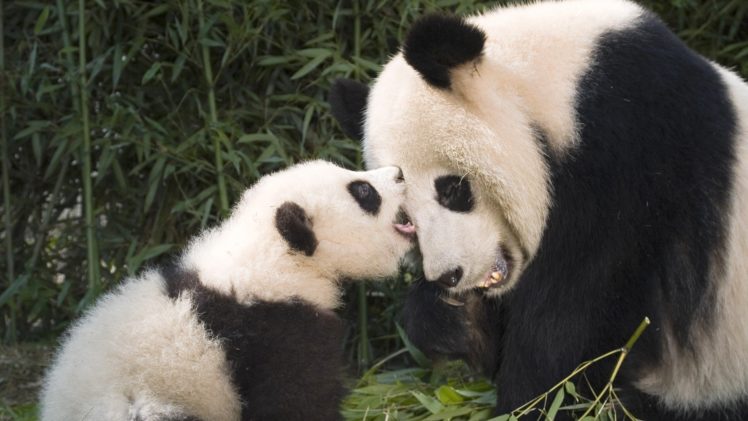 panda, Pandas, Baer, Bears, Baby, Cute,  21 HD Wallpaper Desktop Background
