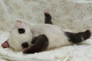 panda, Pandas, Baer, Bears, Baby, Cute,  20