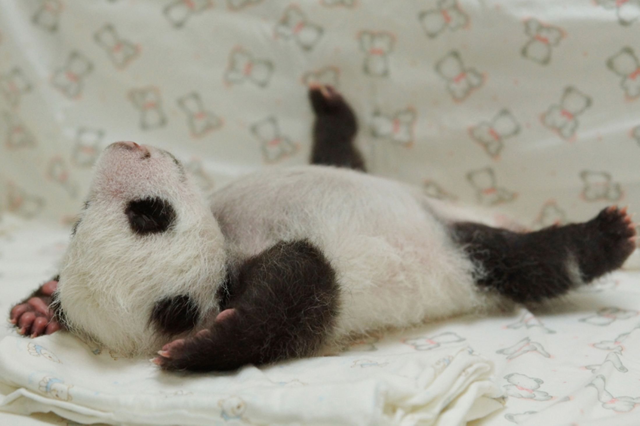 panda, Pandas, Baer, Bears, Baby, Cute,  20 Wallpaper