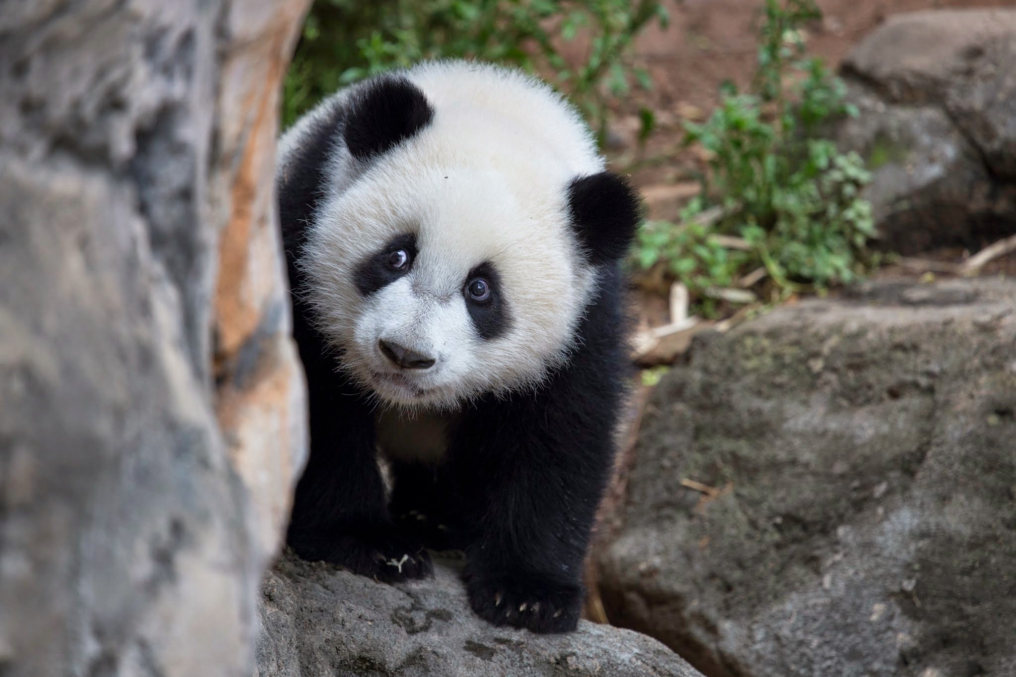 panda, Pandas, Baer, Bears, Baby, Cute,  23 Wallpaper